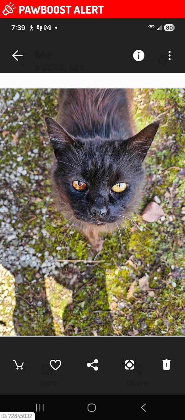 Lost Male Cat last seen Simms Rd Chad Rd , Hamilton County, TN 37341