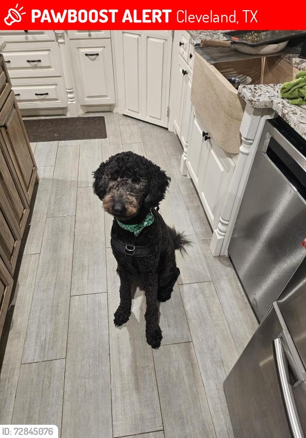 Lost Male Dog last seen Fm 1010 and 332, Cleveland, TX 77327