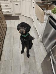 Lost Male Dog last seen Fm 1010 and 332, Cleveland, TX 77327