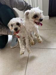 Found/Stray Male Dog last seen Crosstown and hibiscus, Port Saint Lucie, Port St. Lucie, FL 34986