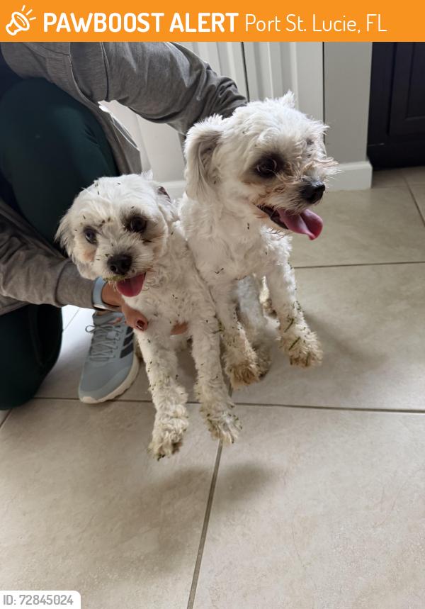 Found/Stray Male Dog last seen Crosstown and hibiscus, Port Saint Lucie, Port St. Lucie, FL 34986