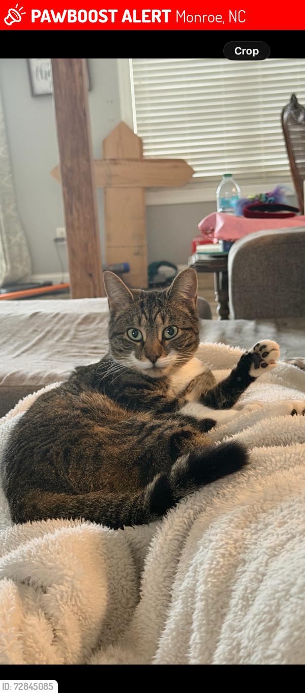 Lost Female Cat last seen By my hse near Hilton vineyard, Monroe, NC 28112