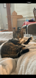 Lost Female Cat last seen By my hse near Hilton vineyard, Monroe, NC 28112