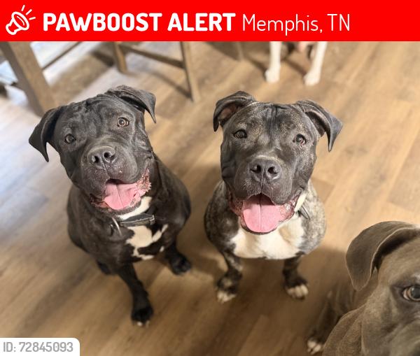 Lost Female Dog last seen Wintergreen lane , Memphis, TN 38018