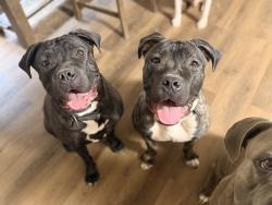 Lost Female Dog last seen Wintergreen lane , Memphis, TN 38018