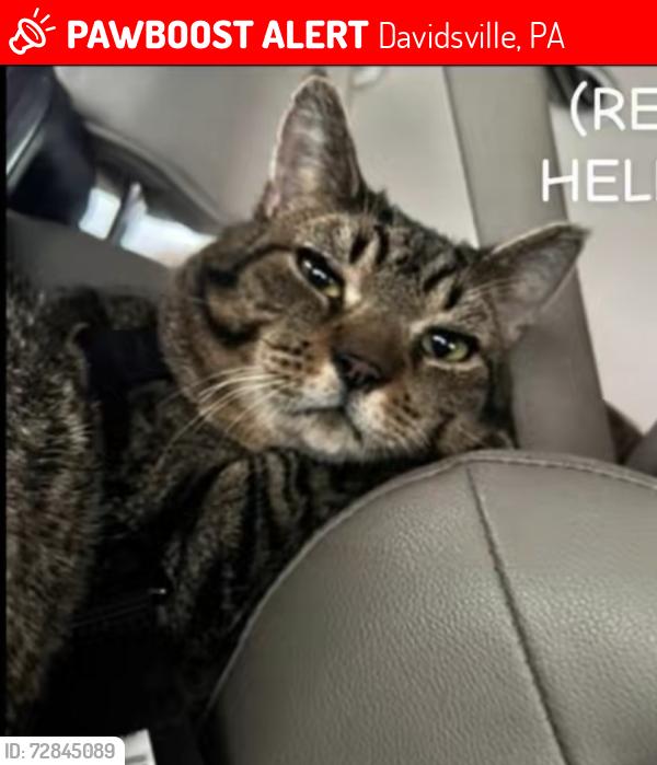 Lost Unknown Cat last seen Dont remember, Davidsville, PA 15928