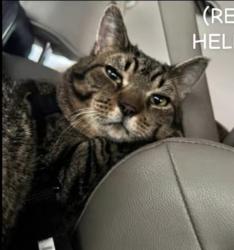 Lost Unknown Cat last seen Dont remember, Davidsville, PA 15928