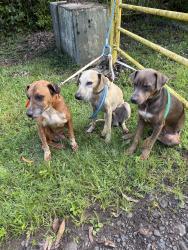 Lost Male Dog last seen Maunawili , Maunawili, HI 96734