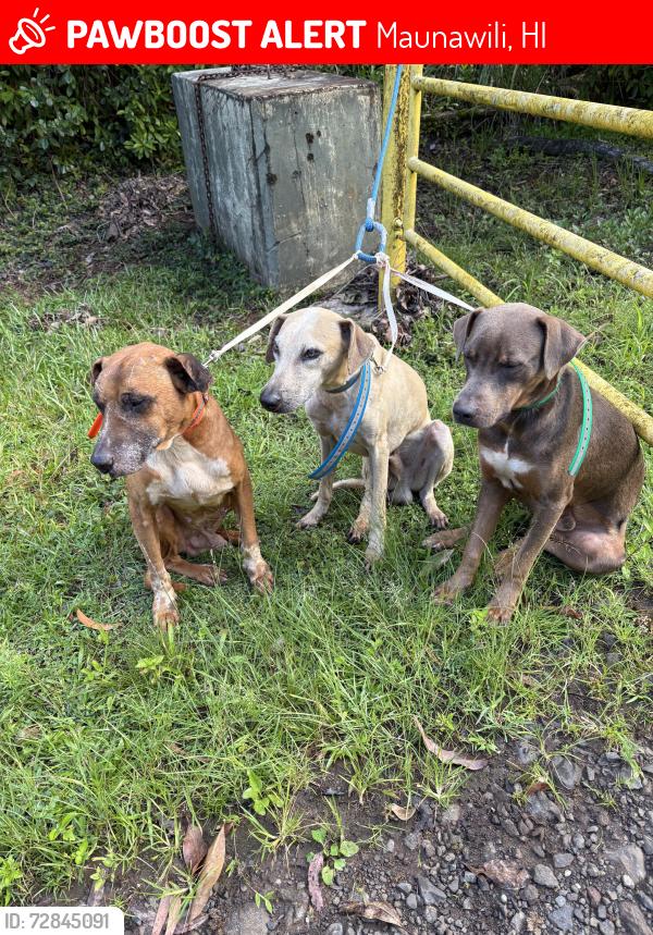 Lost Male Dog last seen Maunawili , Maunawili, HI 96734