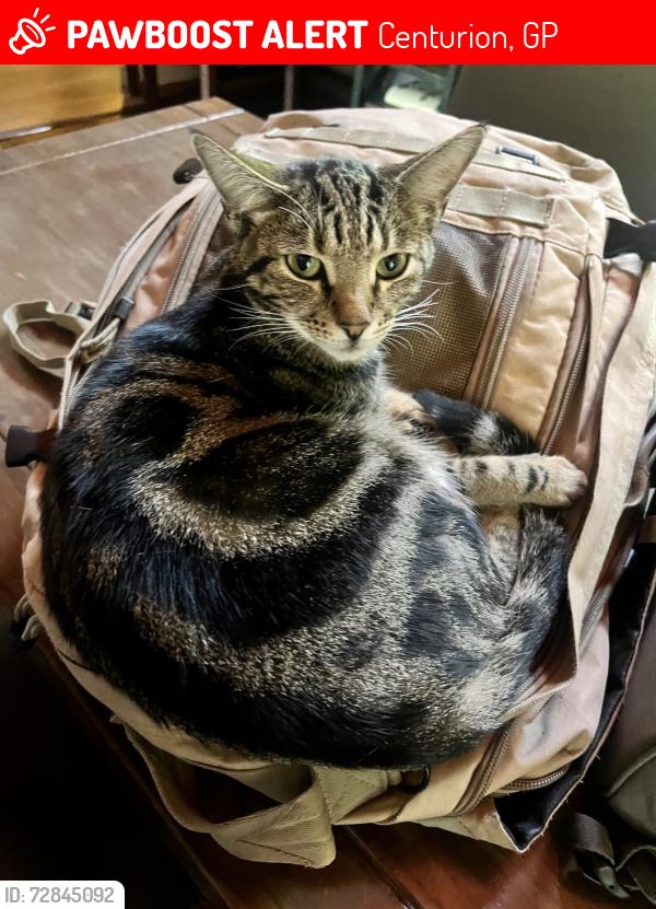 Lost Male Cat last seen Close Fleur Primary, Centurion, GP 0157