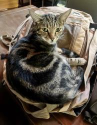 Lost Male Cat last seen Close Fleur Primary, Centurion, GP 0157