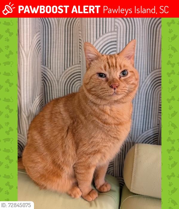 Lost Male Cat last seen Red Rose Blvd, Building 402 Unit 3, Pawleys Island, SC 29585