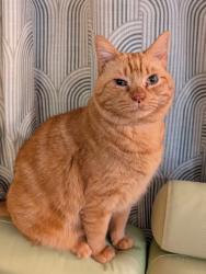Lost Male Cat last seen Red Rose Blvd, Building 402 Unit 3, Pawleys Island, SC 29585