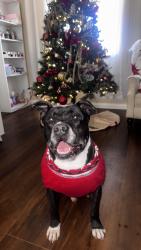 Lost Male Dog last seen Grand and Riverside in Lake Elsinore , Lake Elsinore, CA 92530