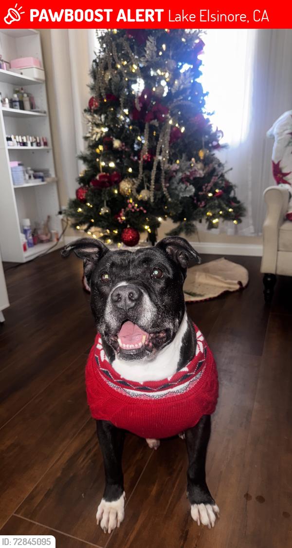 Lost Male Dog last seen Grand and Riverside in Lake Elsinore , Lake Elsinore, CA 92530