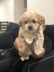 Lost Male Dog last seen Amar, La Puente, CA 91746