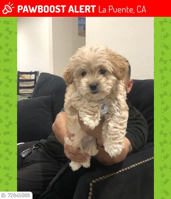 Lost Male Dog last seen Amar, La Puente, CA 91746