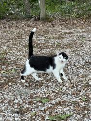 Found/Stray Unknown Cat last seen Lake Lucy, rose street, Groveland, FL 34736