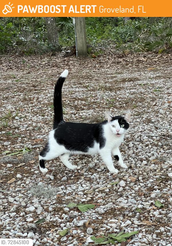 Found/Stray Unknown Cat last seen Lake Lucy, rose street, Groveland, FL 34736
