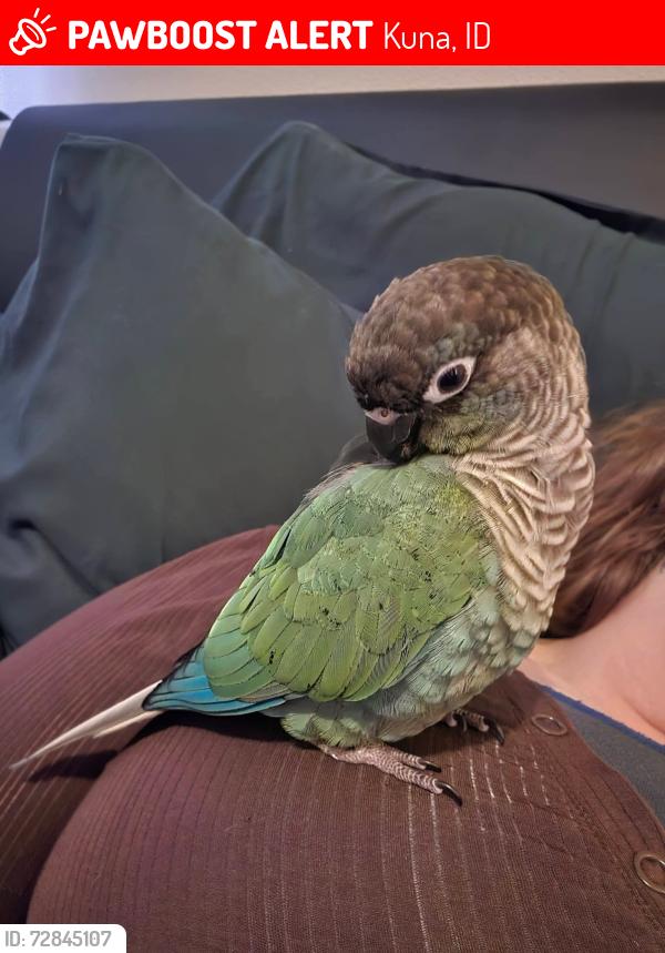 Lost Unknown Bird last seen Linder and West Boise, Kuna, ID 83634