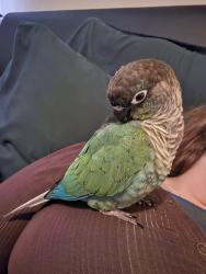 Lost Unknown Bird last seen Linder and West Boise, Kuna, ID 83634