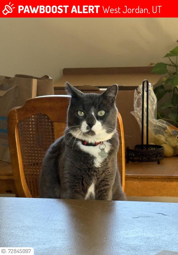 Lost Male Cat last seen Joel P Jensen Middle School, West Jordan, UT 84088