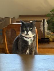 Lost Male Cat last seen Joel P Jensen Middle School, West Jordan, UT 84088