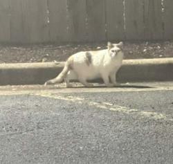 Found/Stray Unknown Cat last seen Little River Tpk, Annandale, VA 22003