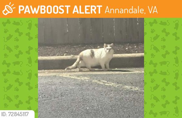 Found/Stray Unknown Cat last seen Little River Tpk, Annandale, VA 22003
