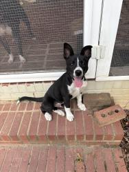 Found/Stray Male Dog last seen Carolina Ave, Gastonia, NC 28052