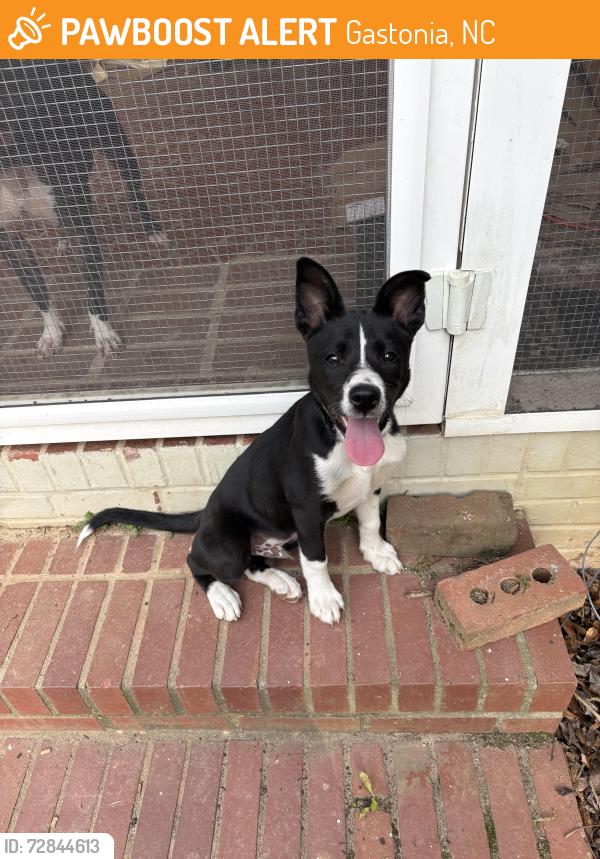 Found/Stray Male Dog last seen Carolina Ave, Gastonia, NC 28052
