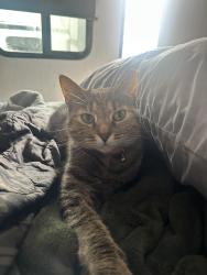 Lost Female Cat last seen Bismarck KOA, Bismarck, ND 58501