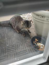 Found/Stray Unknown Cat last seen Sunnyland ave/valline way 15227, Pittsburgh, PA 15227