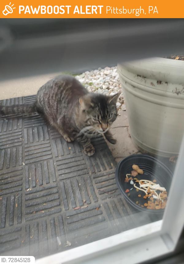 Found/Stray Unknown Cat last seen Sunnyland ave/valline way 15227, Pittsburgh, PA 15227