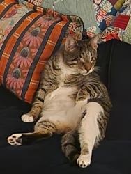 Lost Male Cat last seen Near edgeclift rd. , Towson, MD 21286