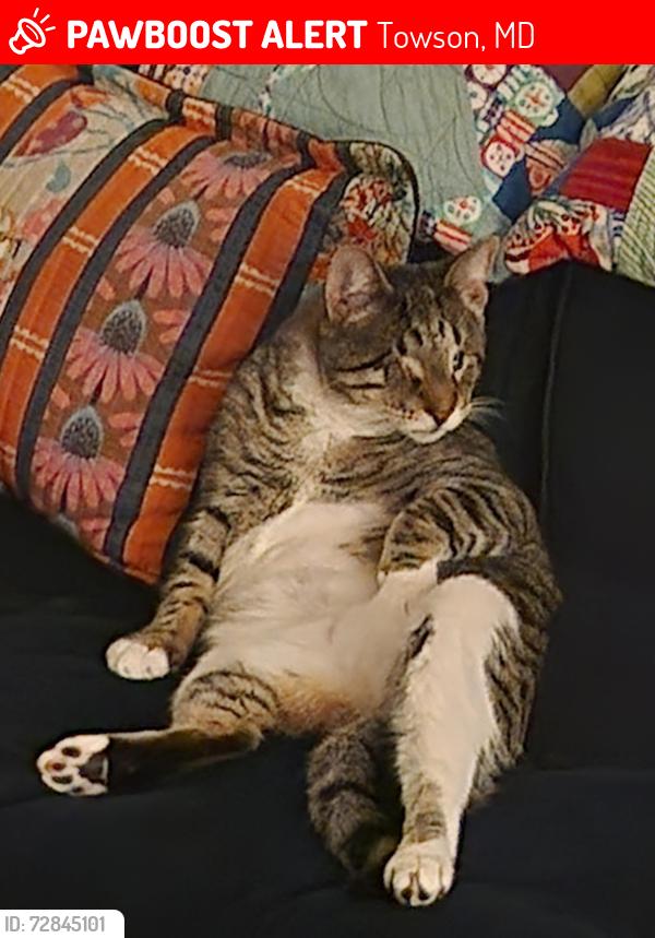 Lost Male Cat last seen Near edgeclift rd. , Towson, MD 21286