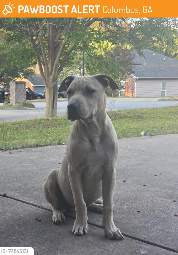 Found/Stray Male Dog last seen Around the forrest road area, Columbus, GA 31907