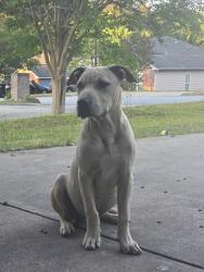 Found/Stray Male Dog last seen Around the forrest road area , Columbus, GA 31907