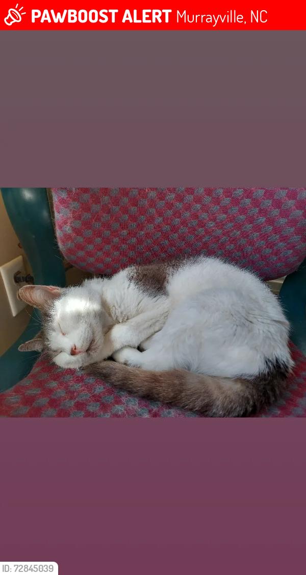 Lost Female Cat last seen Retriever/Springer, Murrayville, Murrayville, NC 28411