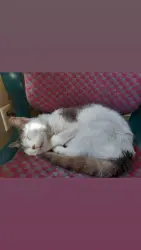 Lost Female Cat last seen Retriever/Springer, Murrayville, Murrayville, NC 28411