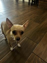 Lost Male Dog last seen Mesa Dr. and University , Mesa, AZ 85203