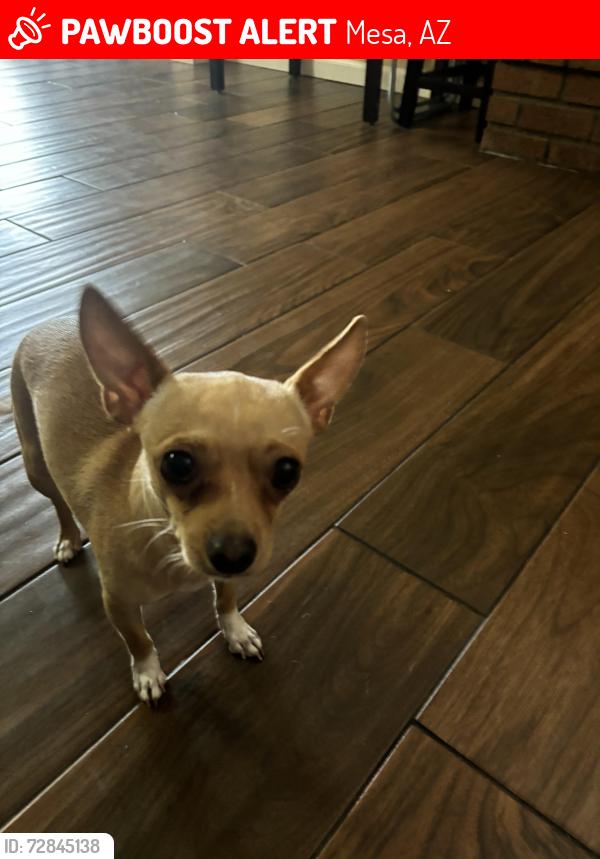 Lost Male Dog last seen Mesa Dr. and University , Mesa, AZ 85203