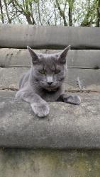 Lost Female Cat last seen 80th St SW, Mukilteo, WA 98275