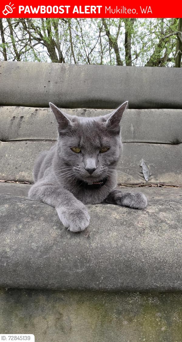 Lost Female Cat last seen 80th St SW, Mukilteo, WA 98275