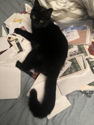 Lost Male Cat last seen Near and 7th street and between hayse and ridge , Bethlehem, PA 18015