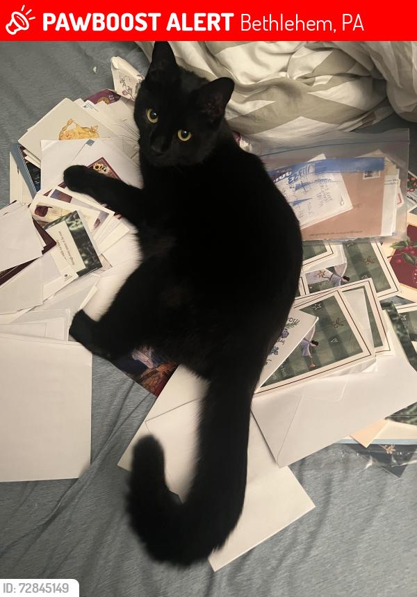 Lost Male Cat last seen Near and 7th street and between hayse and ridge , Bethlehem, PA 18015