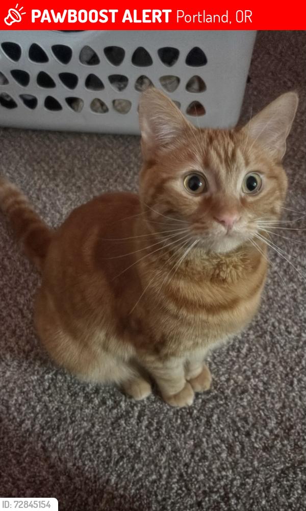 Lost Male Cat last seen Indian hills apmts , Portland, OR 97219