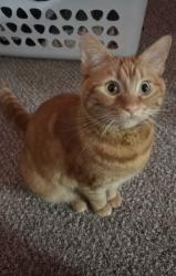 Lost Male Cat last seen Indian hills apmts , Portland, OR 97219