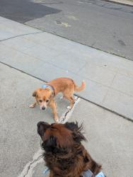 Found/Stray Unknown Dog last seen Monticello and Fairfax, Oakland, CA 94601