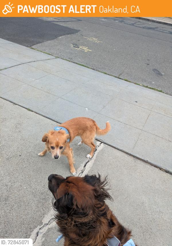 Found/Stray Unknown Dog last seen Monticello and Fairfax, Oakland, CA 94601
